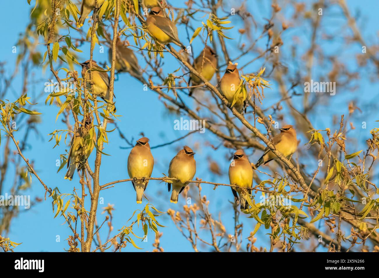 Zedernwachs wandert in Herden und nutzt dabei die reichlich vorhandenen Samen und Beeren. Stockfoto