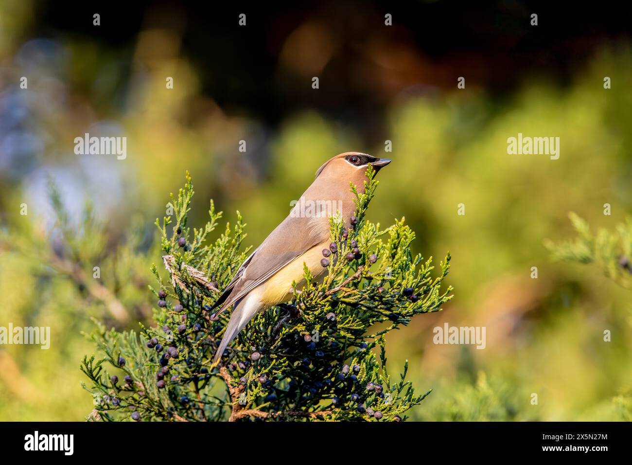 Wunderschöne Zedernwachs-Flügel, die in einem Baum thronten und sich im Frühling für eine lange Reise nach Norden ausruhen. Stockfoto