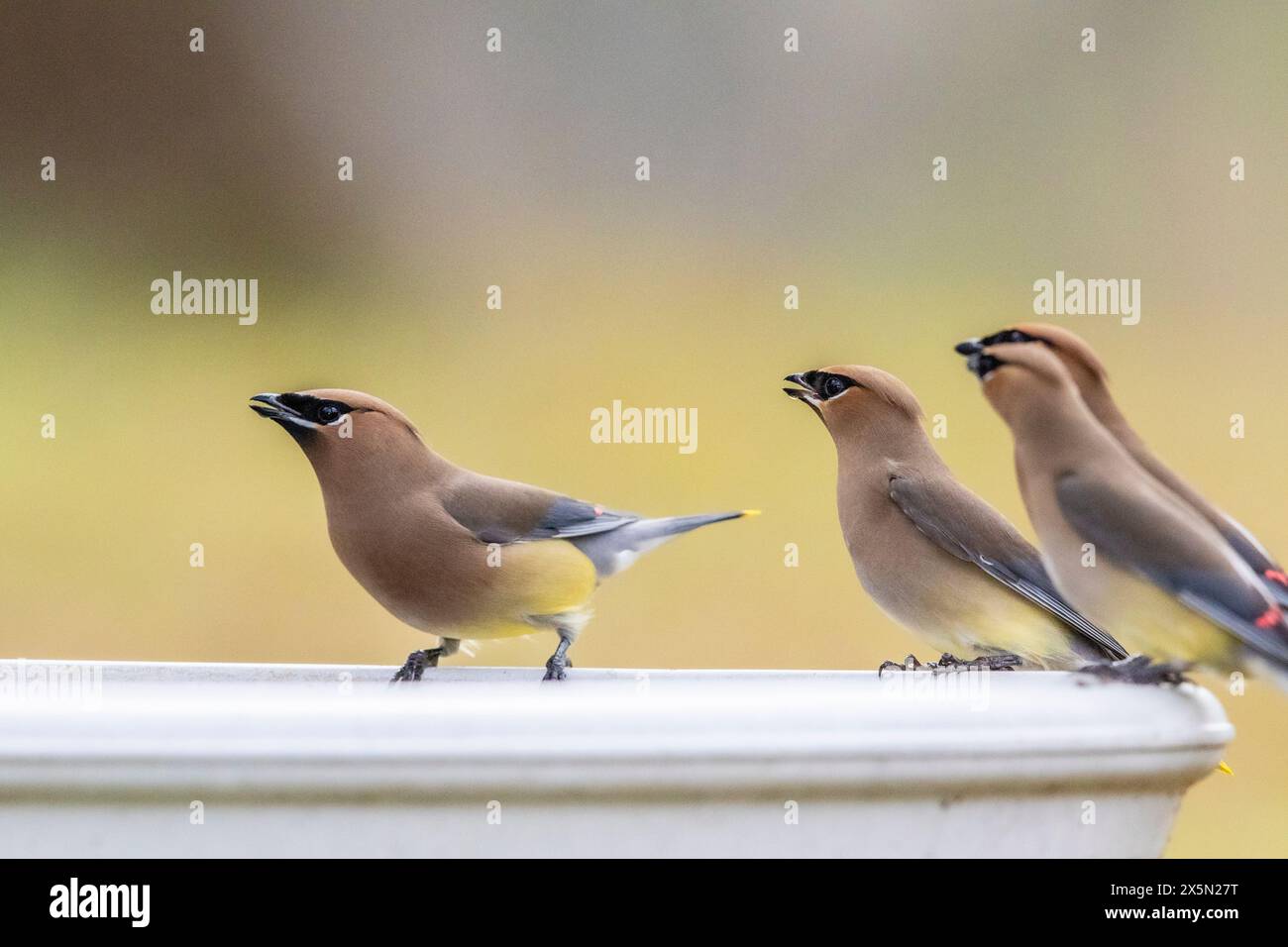 Zedernwachs wandert in Herden und nutzt dabei die reichlich vorhandenen Samen und Beeren. Stockfoto