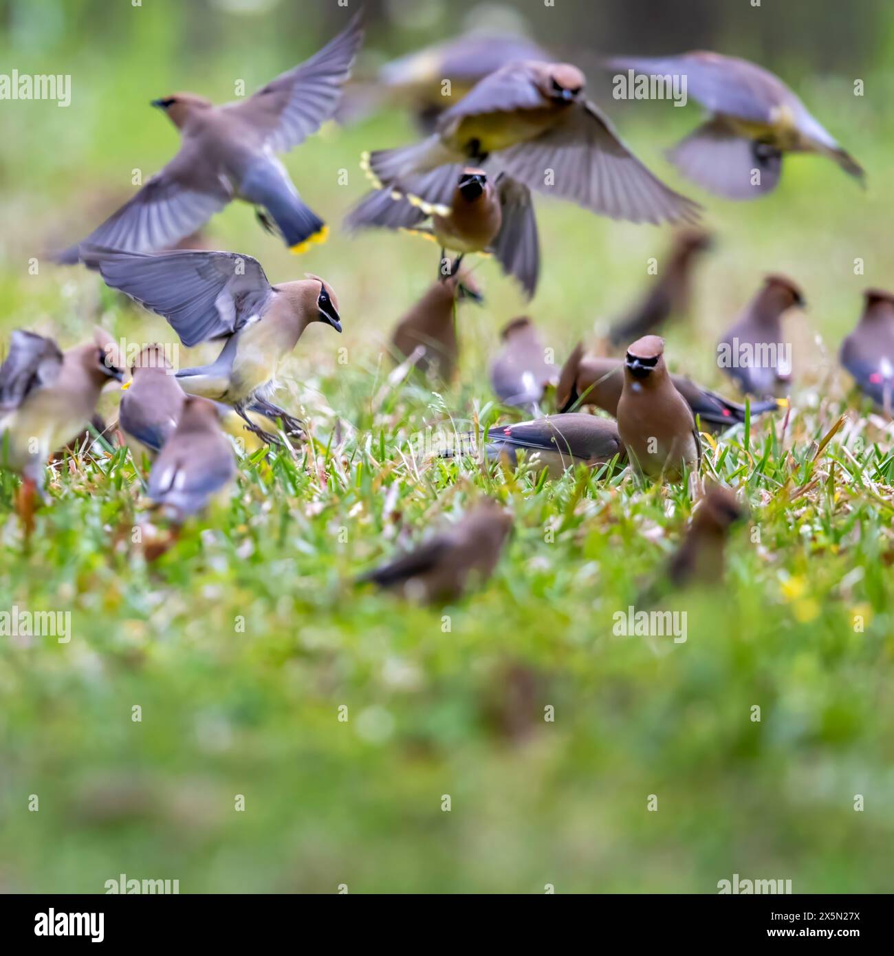 Zedernwachs wandert in Herden und nutzt dabei die reichlich vorhandenen Samen und Beeren. Stockfoto