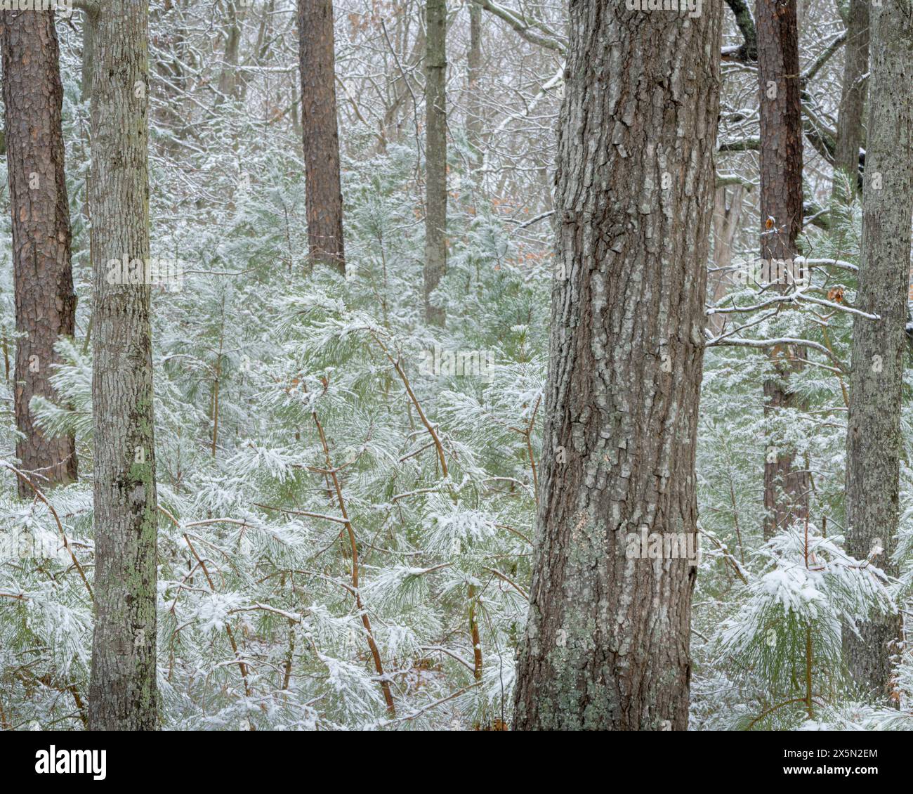 USA, New Jersey, Pine Barrens National Preserve. Schneebedeckte Wälder im Winter. Stockfoto