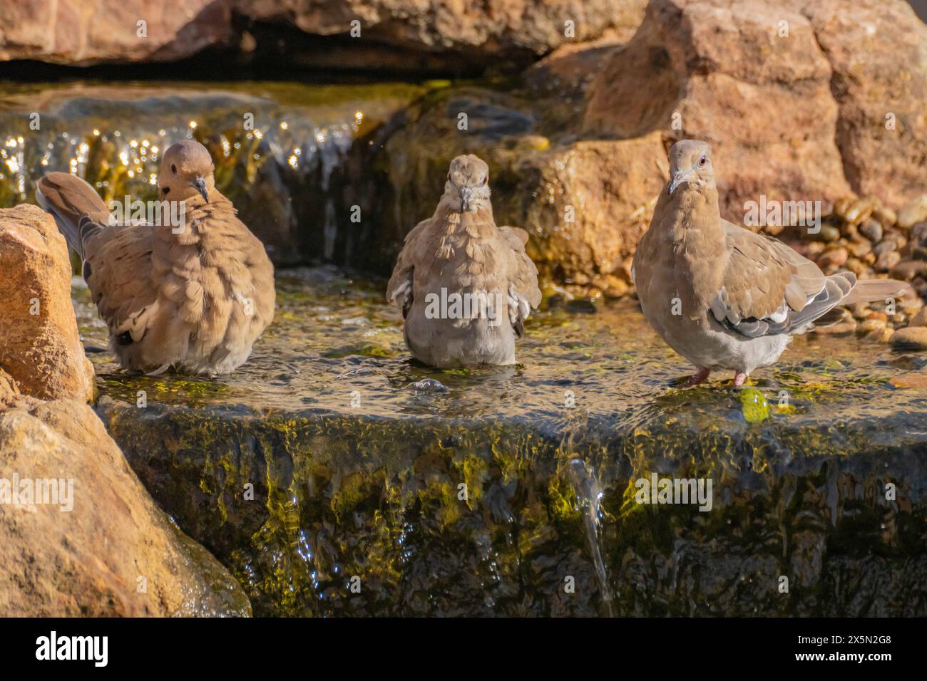 USA, New Mexico, Sandoval County. Weiß geflügelte Tauben baden im Brunnen. Stockfoto