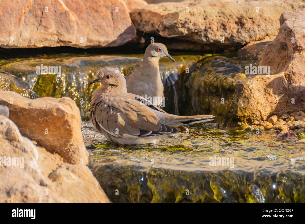 USA, New Mexico, Sandoval County. Weiß geflügelte Tauben baden im Brunnen. Stockfoto