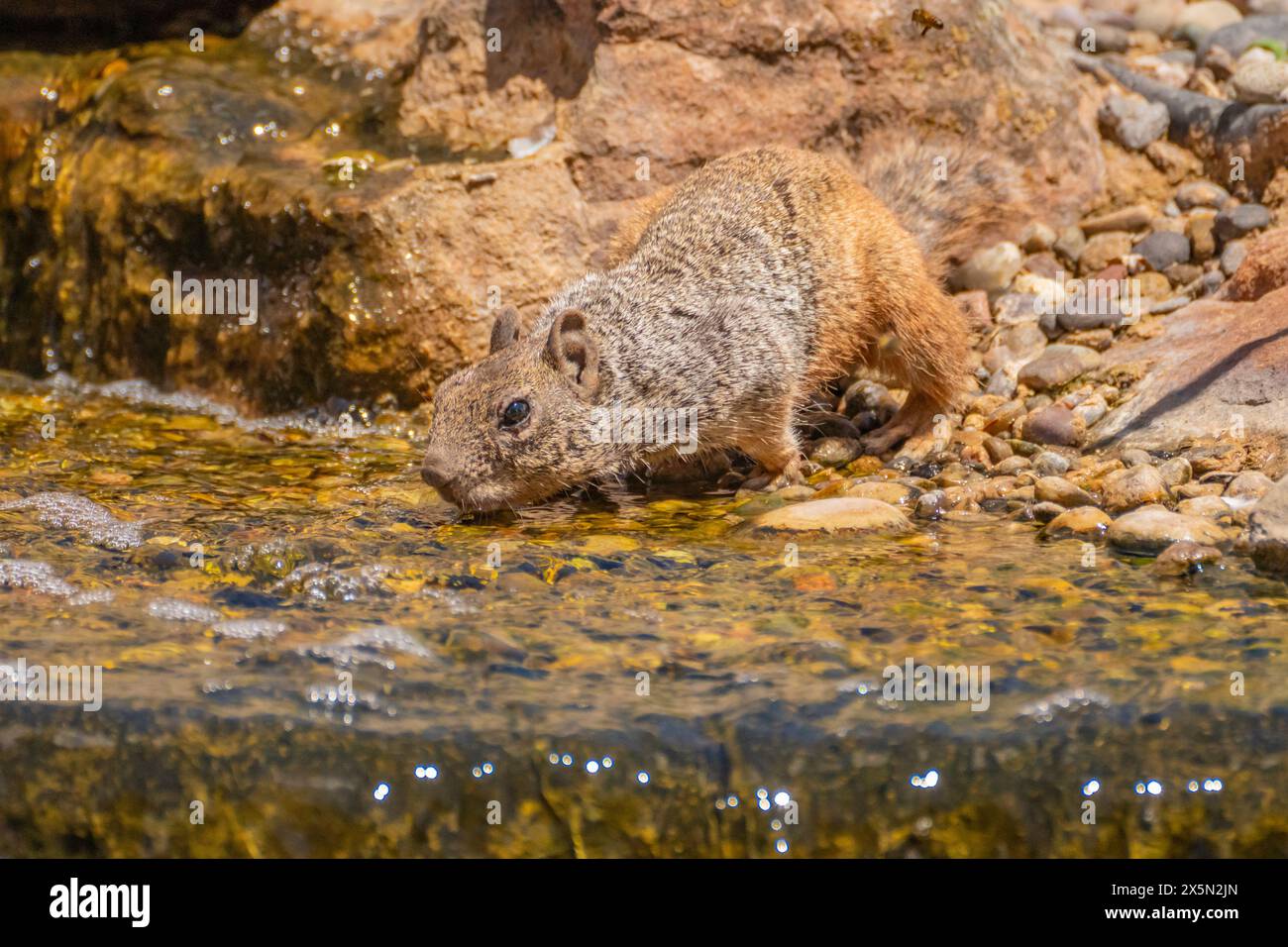 USA, New Mexico, Sandoval County. Steinhörnchen trinken aus Brunnen. Stockfoto