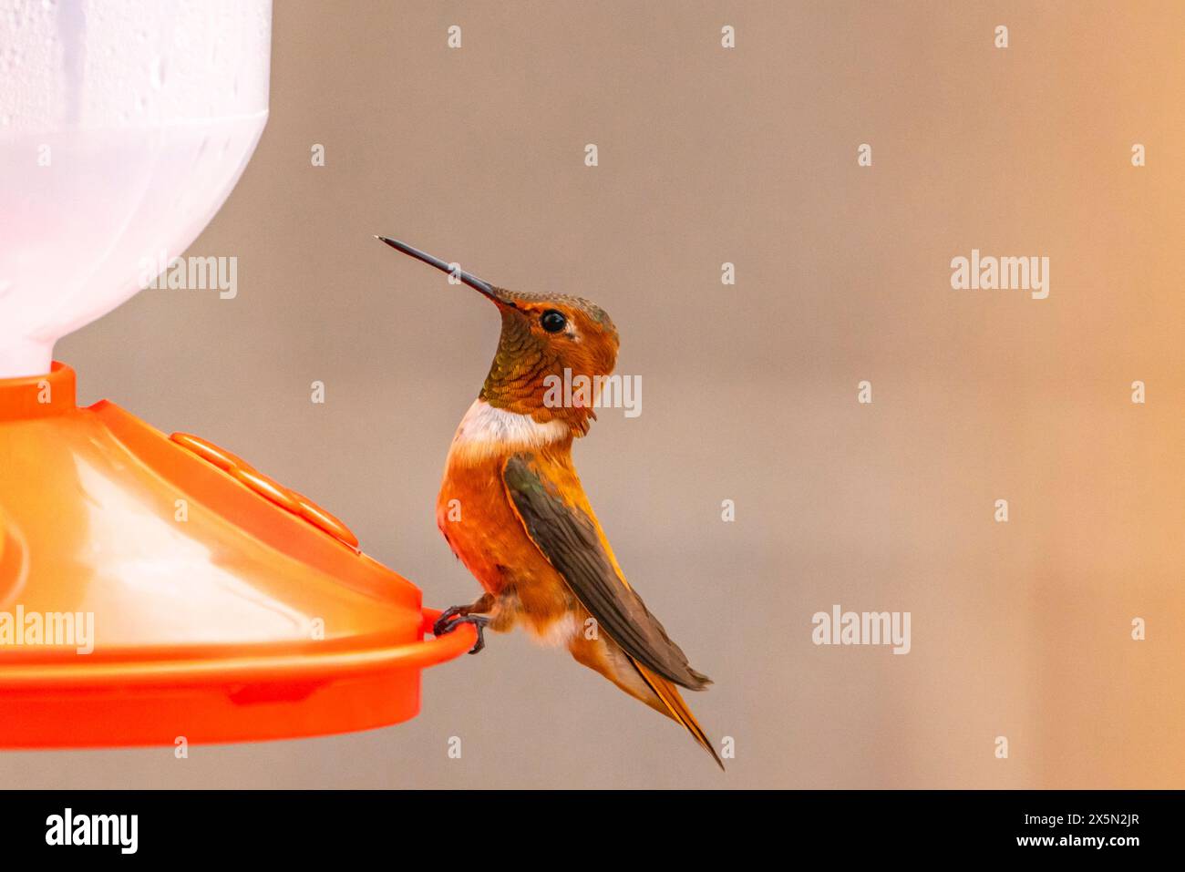 USA, New Mexico, Sandoval County. Männlicher Rufous Kolibri am Feeder. Stockfoto