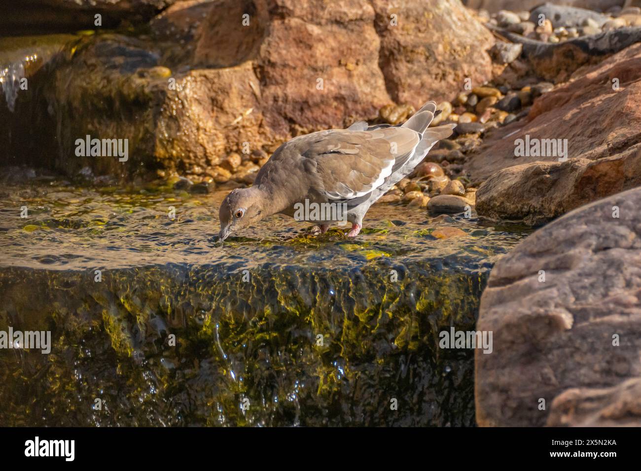USA, New Mexico, Sandoval County. Weißgeflügelte Taube trinkt im Brunnen. Stockfoto