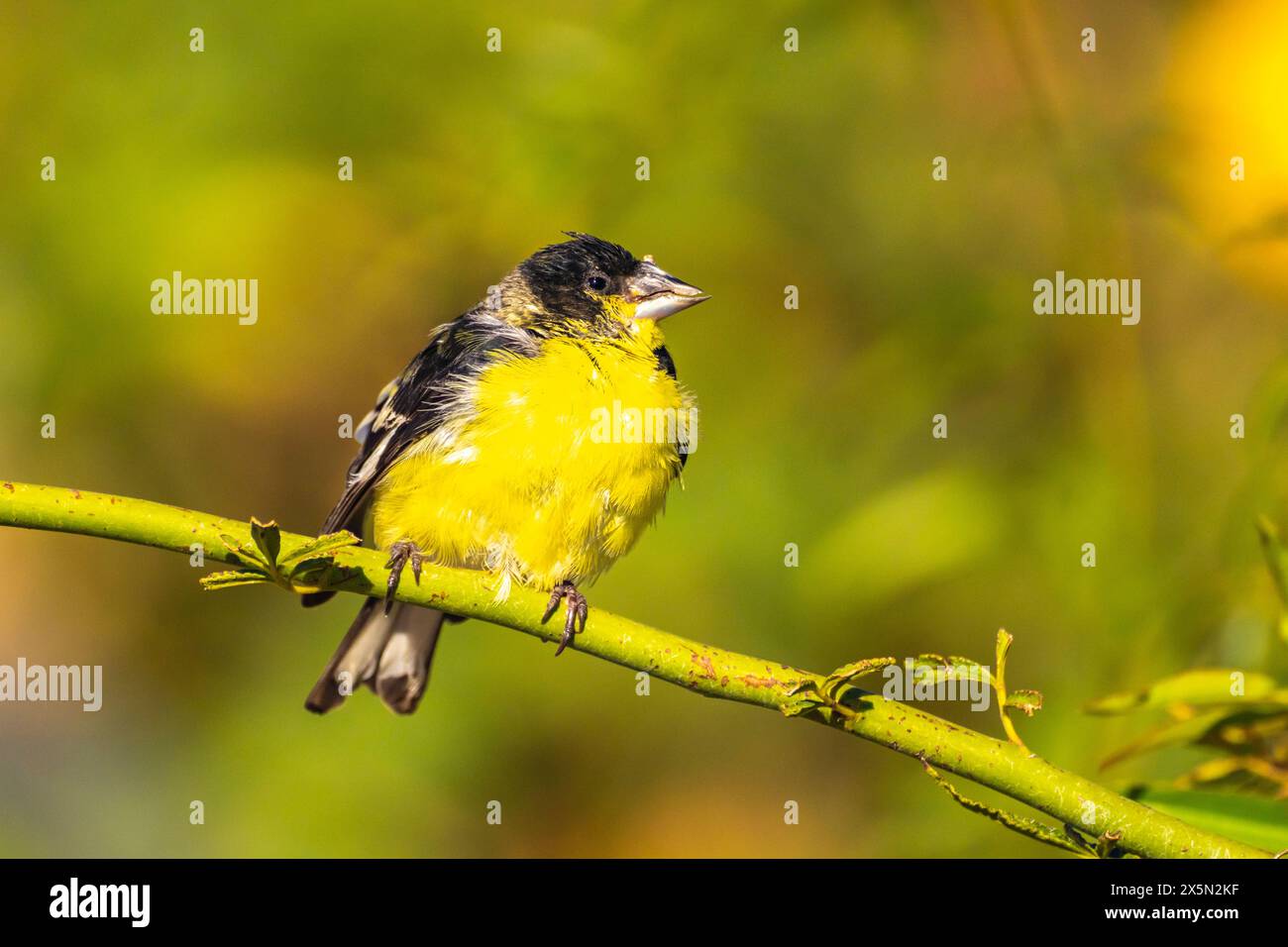 USA, New Mexico, Sandoval County, kleiner Goldfink männlich. Stockfoto