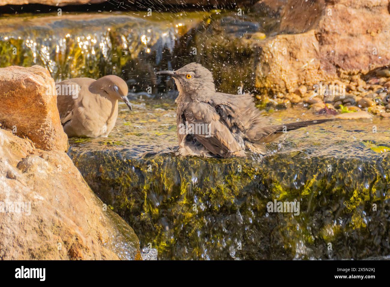 USA, New Mexico, Sandoval County. Vögel, die im Wasserfall des Brunnens baden. Stockfoto