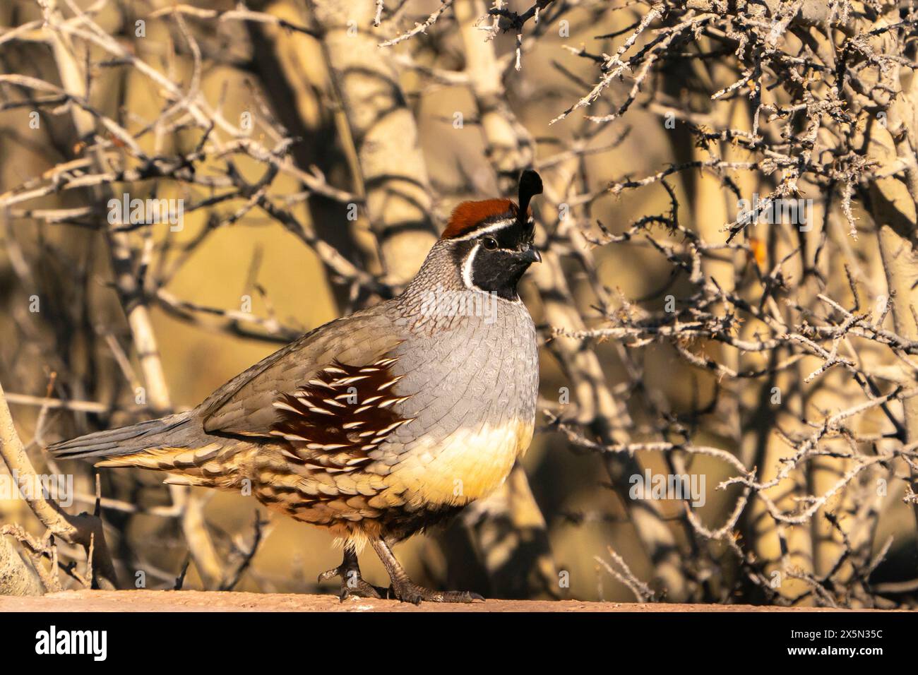 USA, New Mexico, Bosque Del Apache National Wildlife Refuge. Männliche Gambels Wachtel Nahaufnahme. Stockfoto