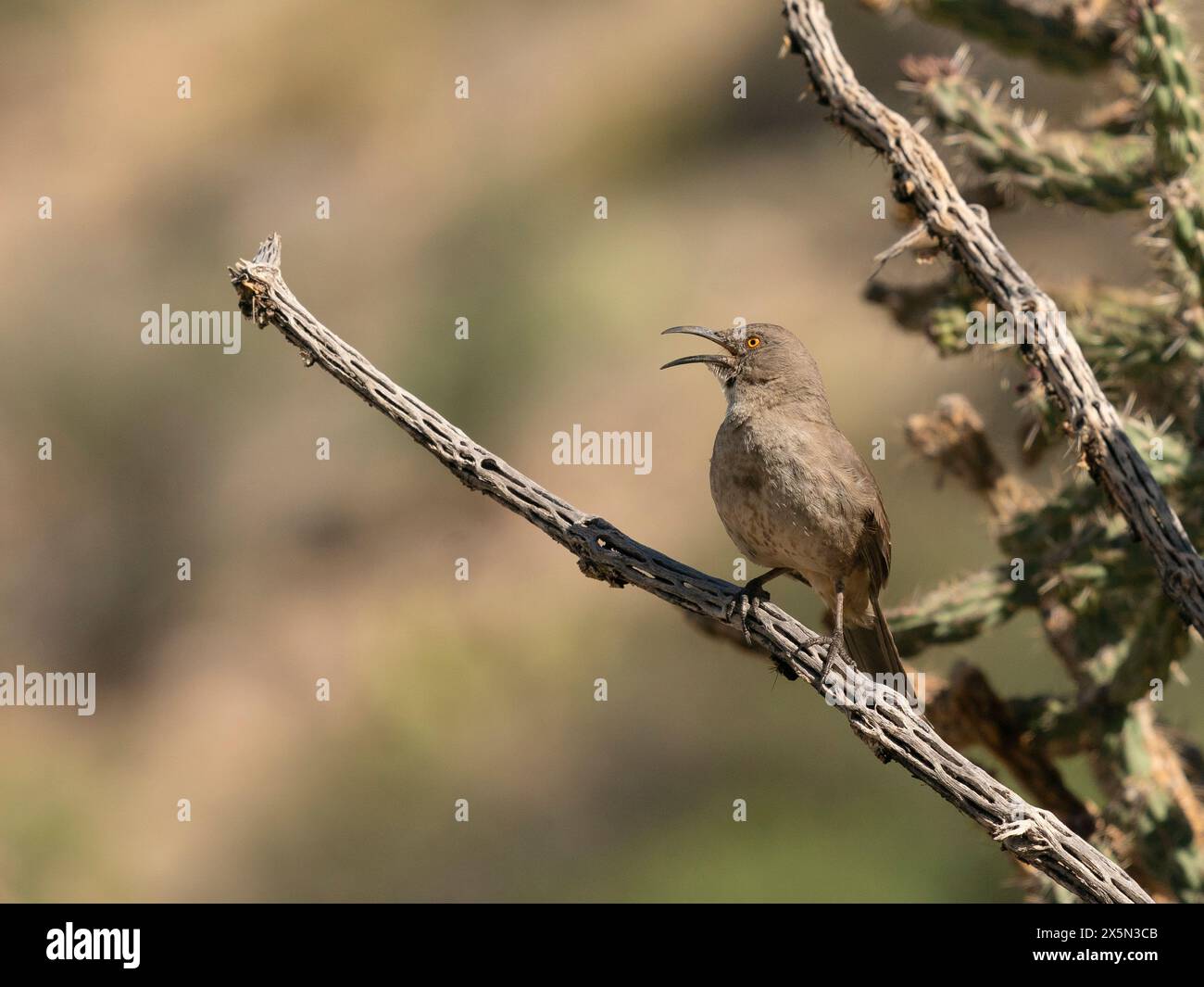 Thrasher-Gesang mit geschwungenem Schnabel, Embudito Canyon Trail, New Mexico Stockfoto