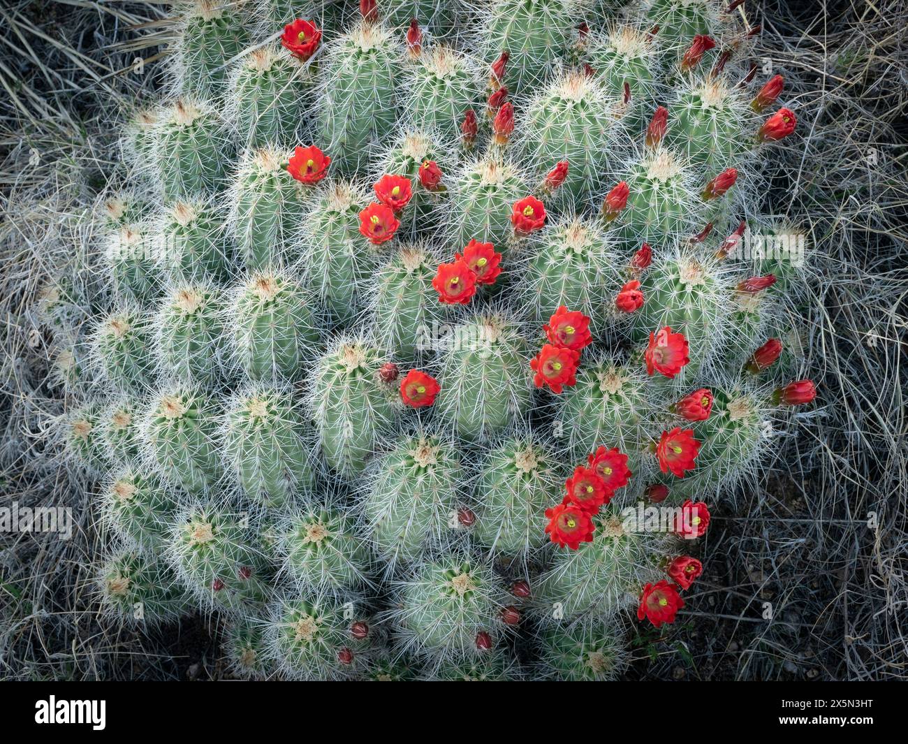 Claret-Cup-Kakteen in Blüte, Embudito Canyon Trail, New Mexico Stockfoto