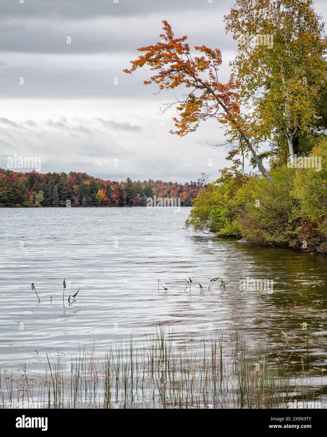 USA, New York, Adirondacks. Tupper Lake, Pickerelweed und farbenfrohe Bäume am Piercefield Flow Stockfoto