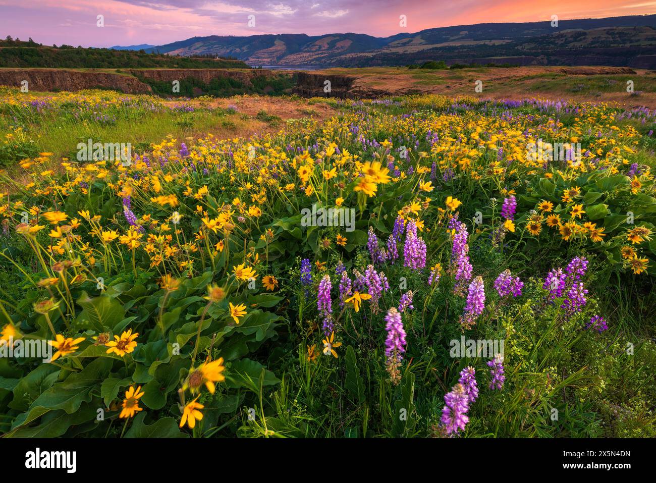 Wildblumen im Tom McCall Preserve, Columbia River Gorge National Scenic Area, Oregon, USA Stockfoto