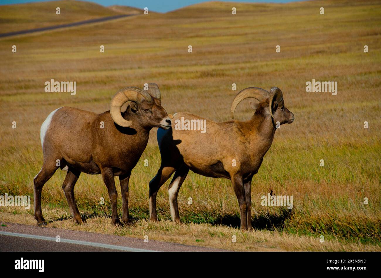 USA, South Dakota. Badlands-Nationalpark, Dickhornschafe, zwei Widder Stockfoto