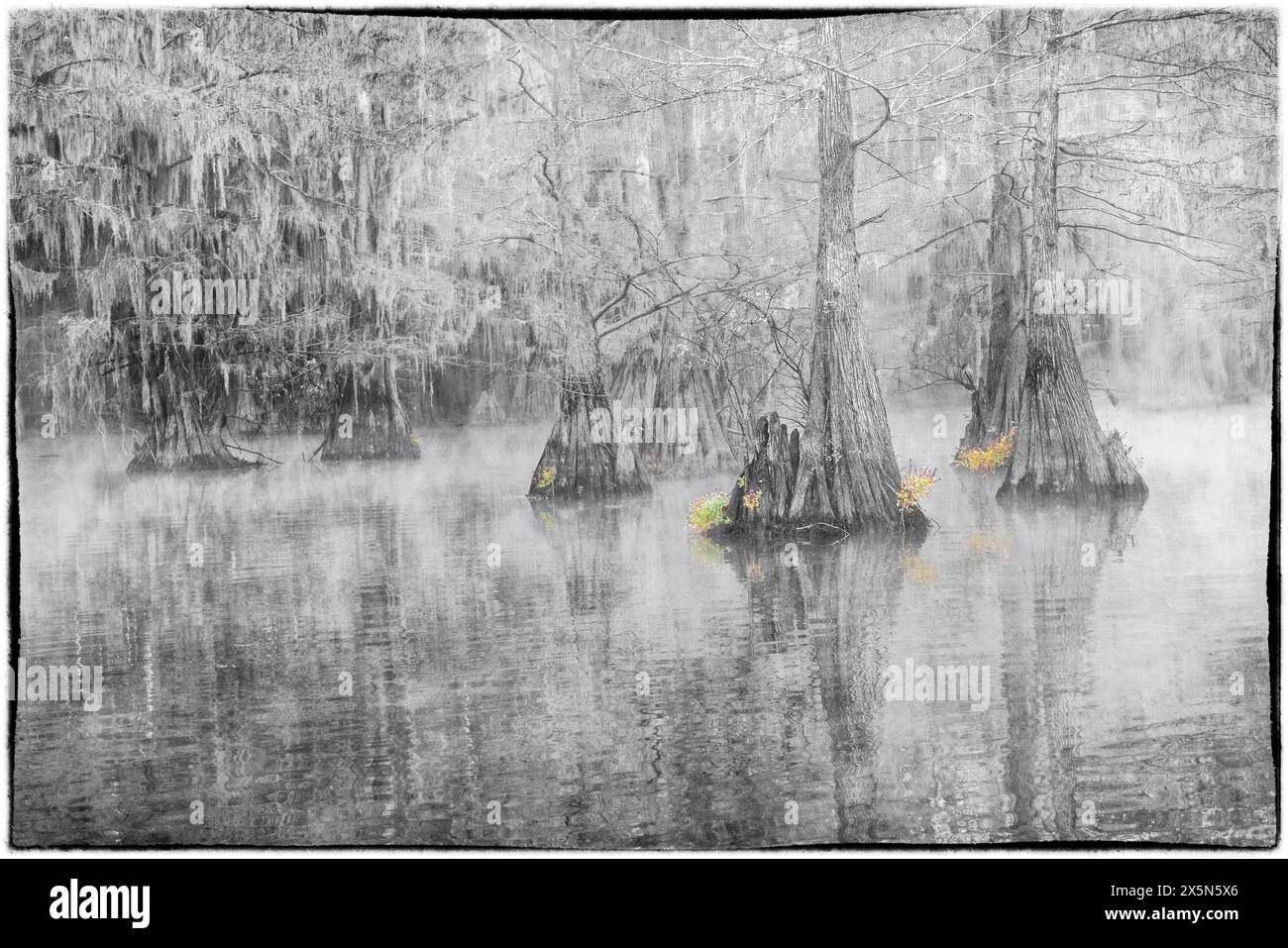 USA, Texas. Caddo-See und Zypressen in herbstlicher Farbe im Nebel Stockfoto