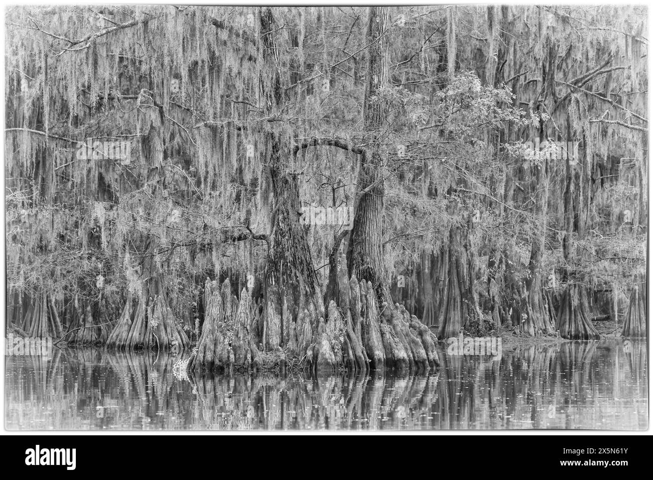 USA, Texas. Caddo-See und Zypressen in Herbstfarbe. Stockfoto