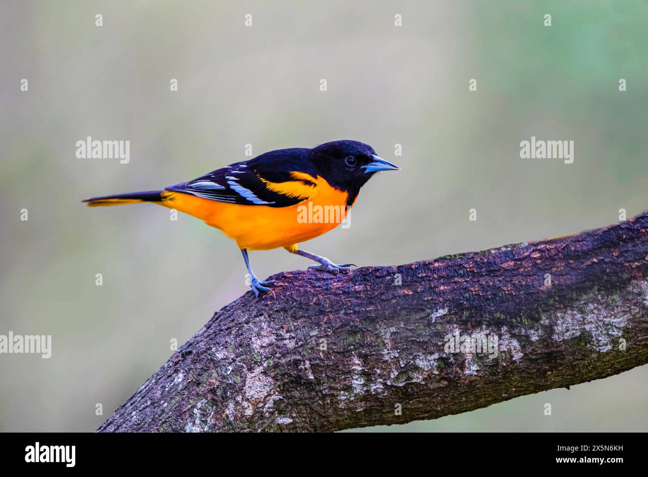 USA, Texas, Hidalgo County. National Butterfly Center, Baltimore oriole im Mesquite. Stockfoto