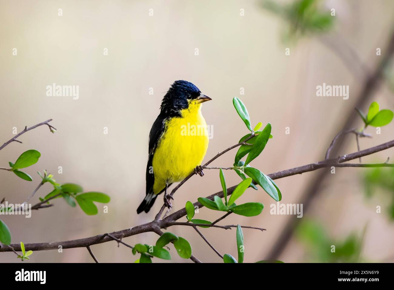 USA, Texas, Kendall County. Block Creek Natural Area, kleiner Goldfink männlich Stockfoto