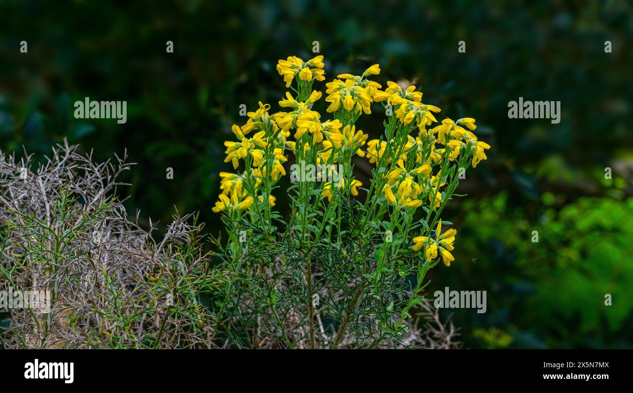 Der spanische Ginster (Genista hispanica) ist ein Stachelstrauch aus Nord- und Ostspanien und Südfrankreich Stockfoto