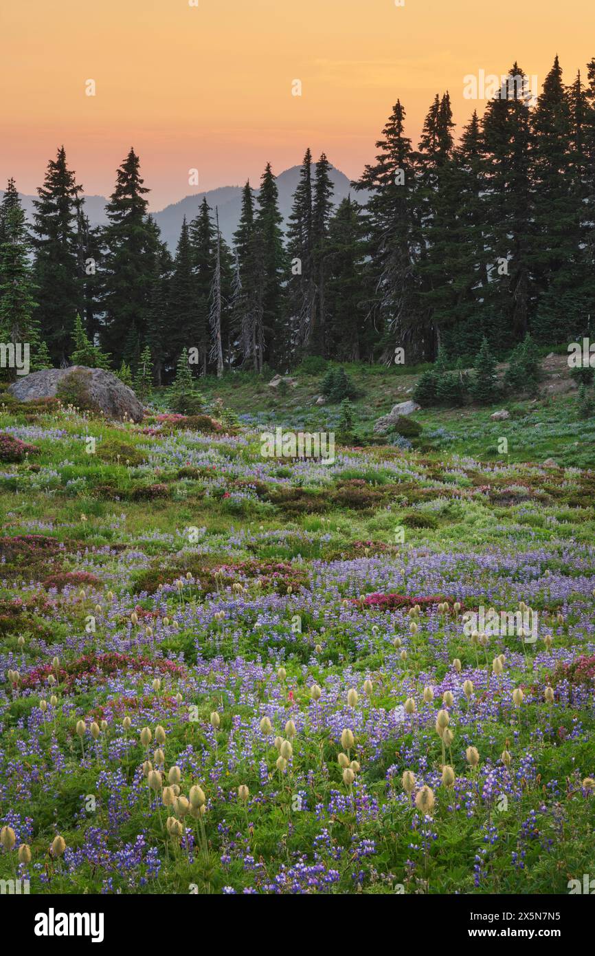 Mount Rainier Paradise Wildblumenwiesen mit einer Mischung aus westlicher Anemone, Laubblättrigen Lupinen, rosa Bergheidekraut und amerikanischer Bistort. Mount Rainier National Park, Washington State. Stockfoto