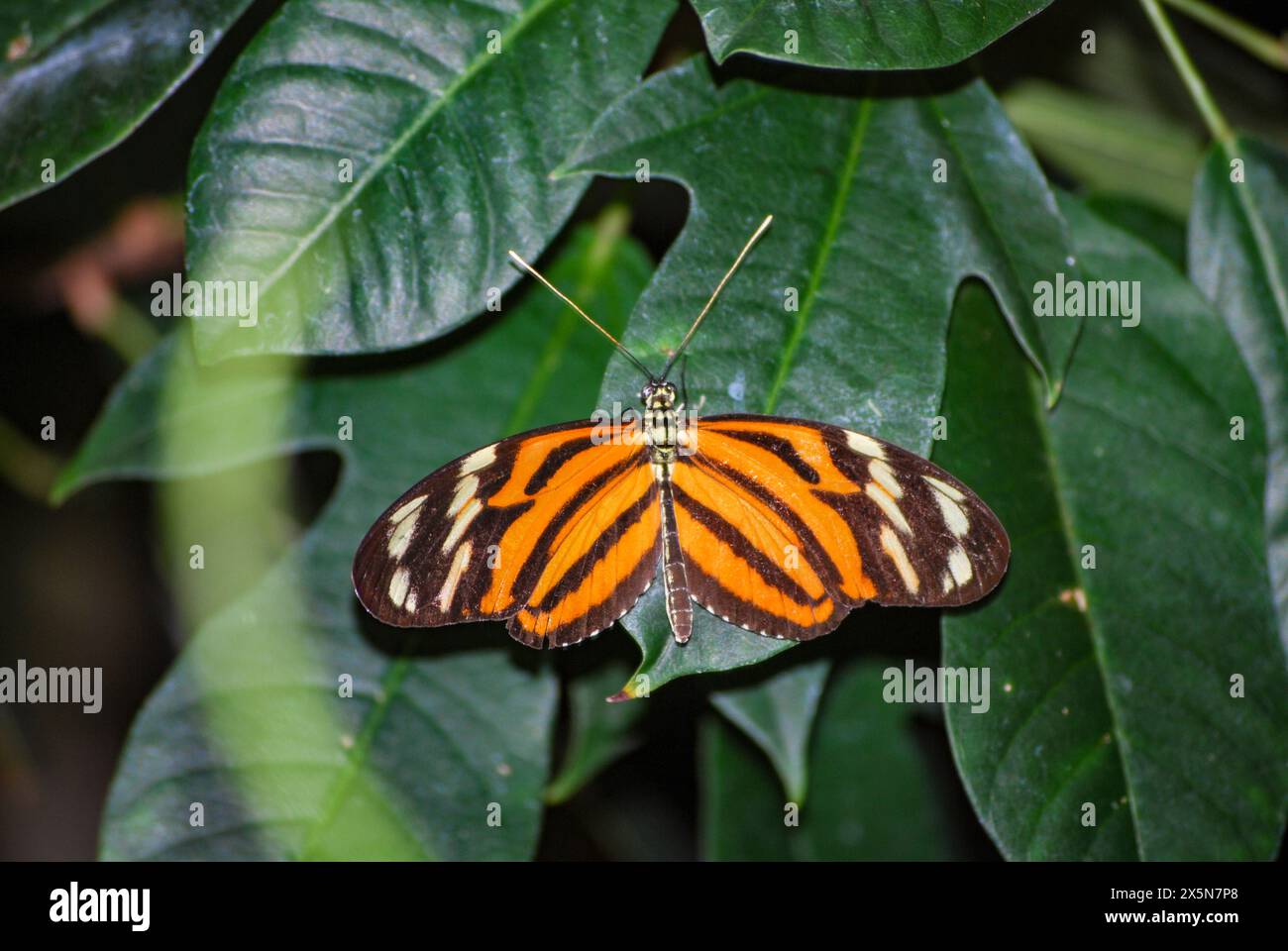 Schmetterling im Butterfly Conservatory, Niagara Falls, Kanada. Stockfoto