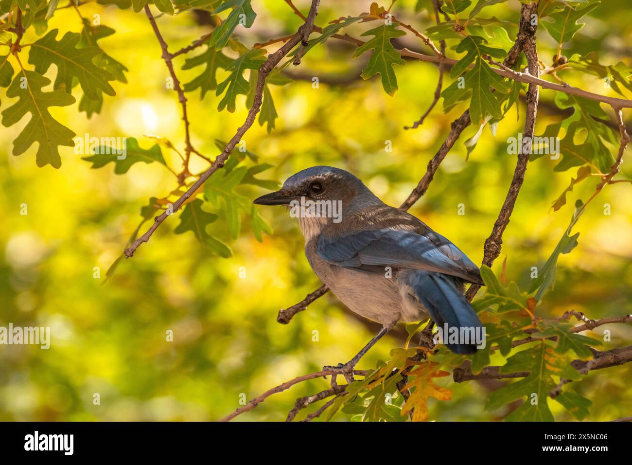 USA, Utah, Grand Staircase Escalante National Monument. Schrubbe jay in Eiche. Stockfoto