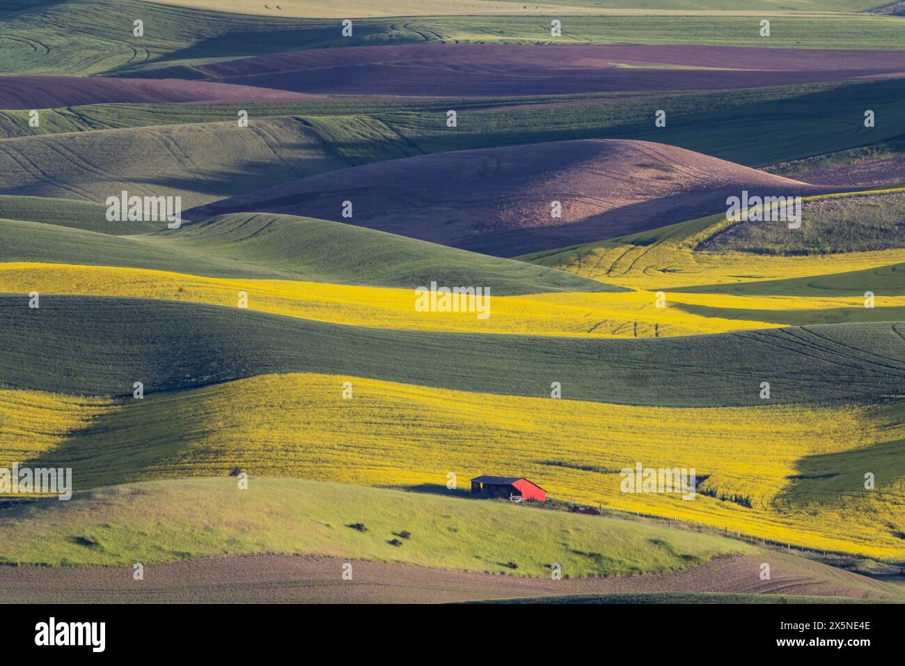 USA, Washington State, Palouse. Steptoe Butte State Park und Weizen- und Rapsfelder darunter Stockfoto