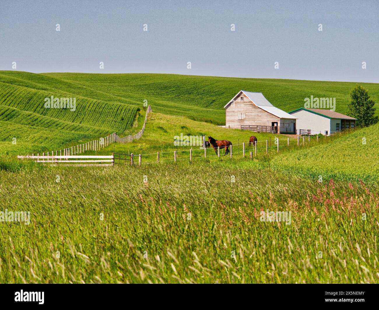 USA, Washington State, Palouse. Pferde auf einem Feld auf einem Bauernhof in der Palouse. (Nur Für Redaktionelle Zwecke) Stockfoto