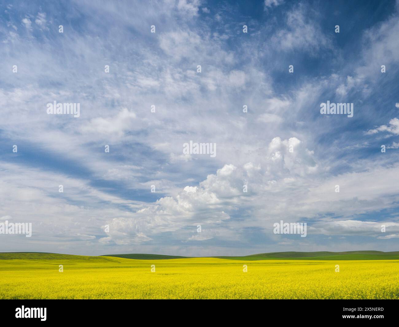 USA, Washington State, Palouse. Gelbe Rapsfelder blühen im Sommer mit wunderschönen Wolken. Stockfoto