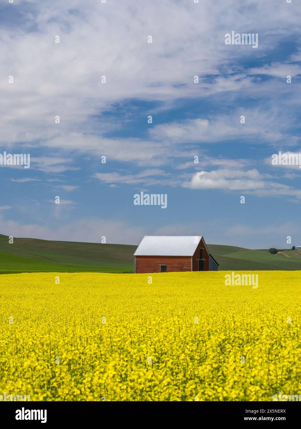 USA, Washington State, Palouse. Rote Scheune mit gelb blühendem Canola im Vordergrund. (Nur Für Redaktionelle Zwecke) Stockfoto