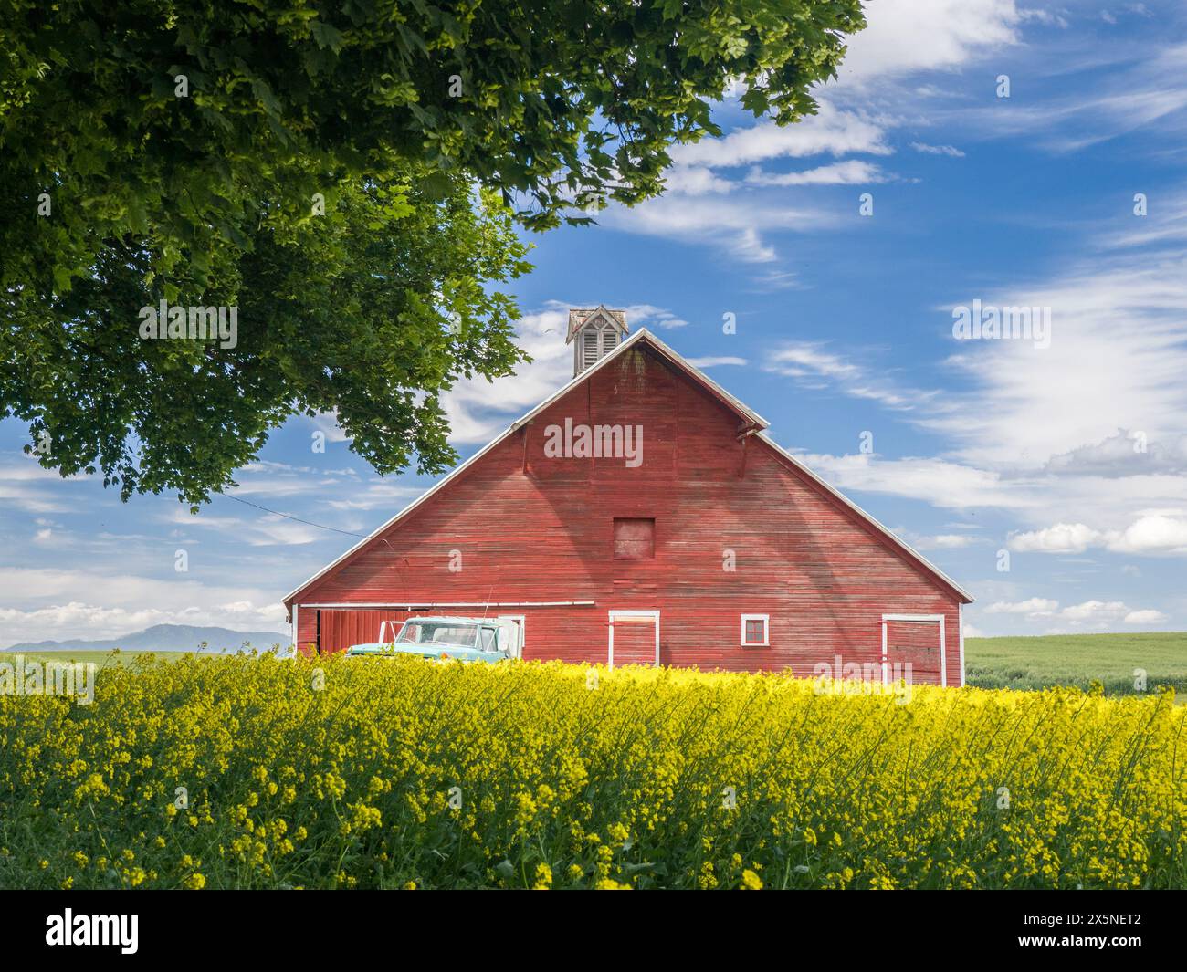 USA, Washington State, Palouse. Alte rote Scheune mit gelbem Canola im Vordergrund. (Nur Für Redaktionelle Zwecke) Stockfoto