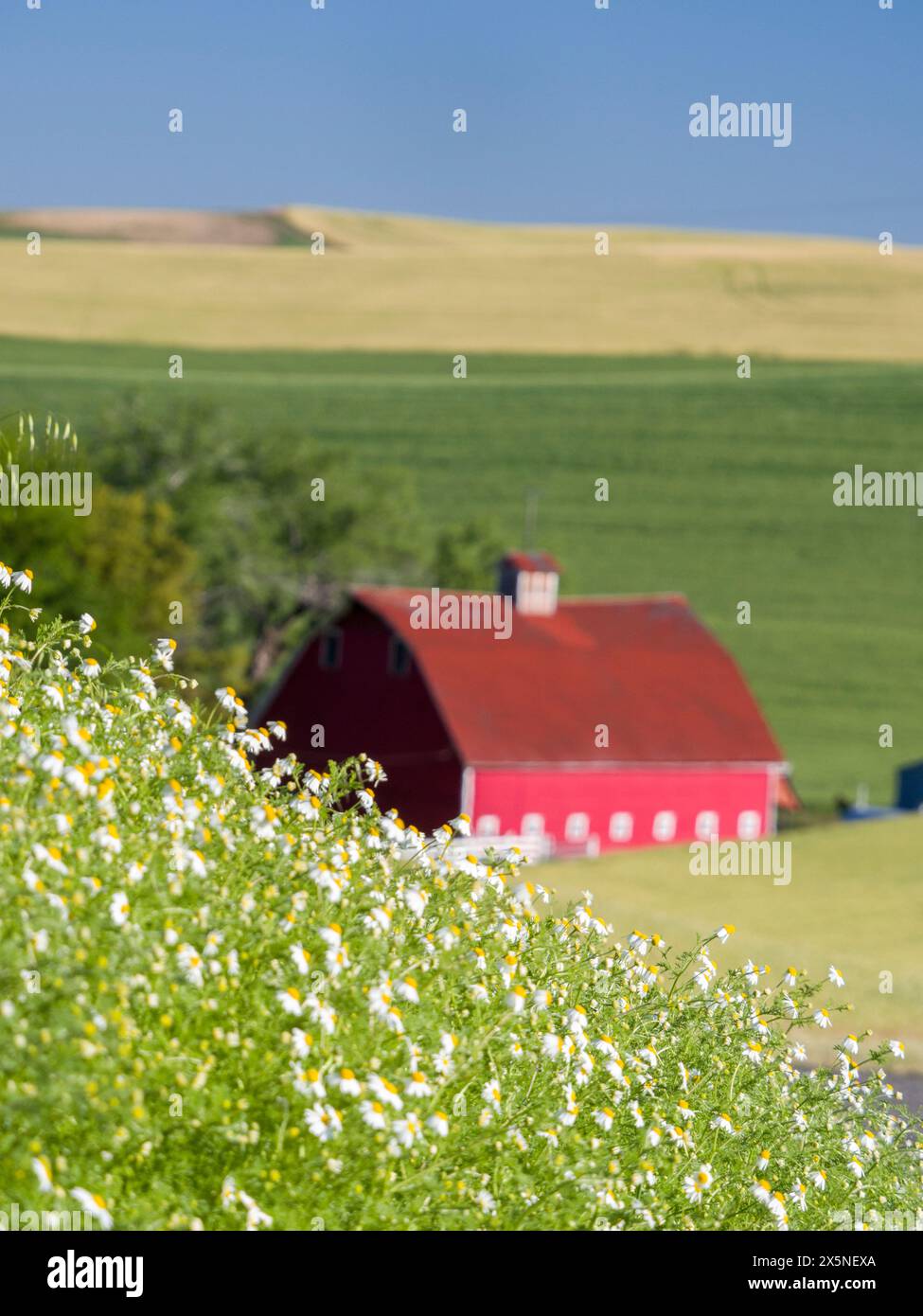 USA, Washington State, Palouse. Rote Scheune und ein Wildblumenfeld im Vordergrund. (Nur Für Redaktionelle Zwecke) Stockfoto