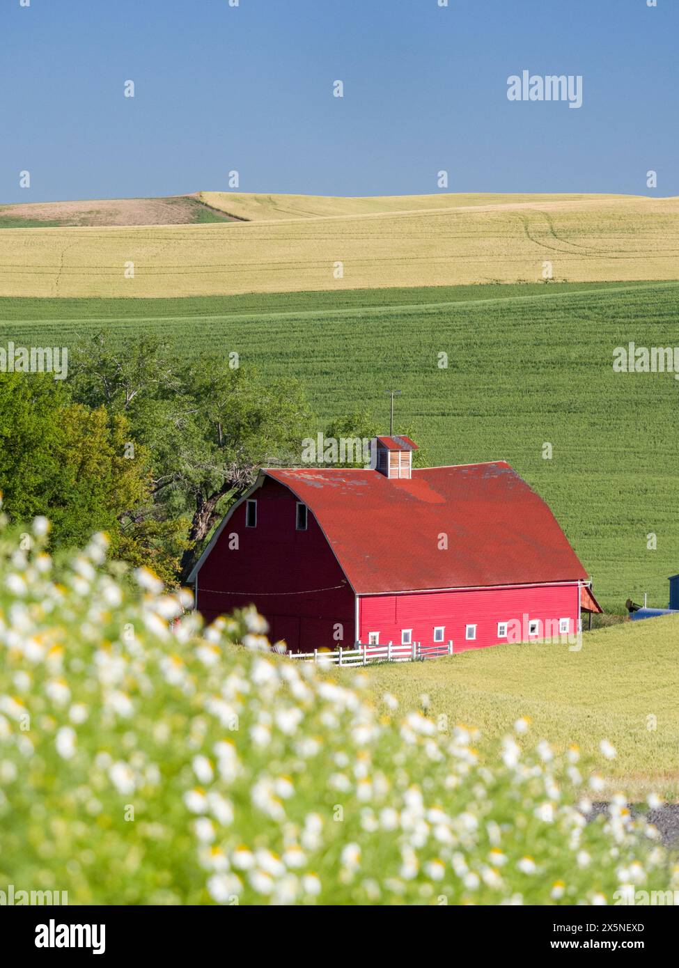 USA, Washington State, Palouse. Rote Scheune und ein Wildblumenfeld im Vordergrund. (Nur Für Redaktionelle Zwecke) Stockfoto