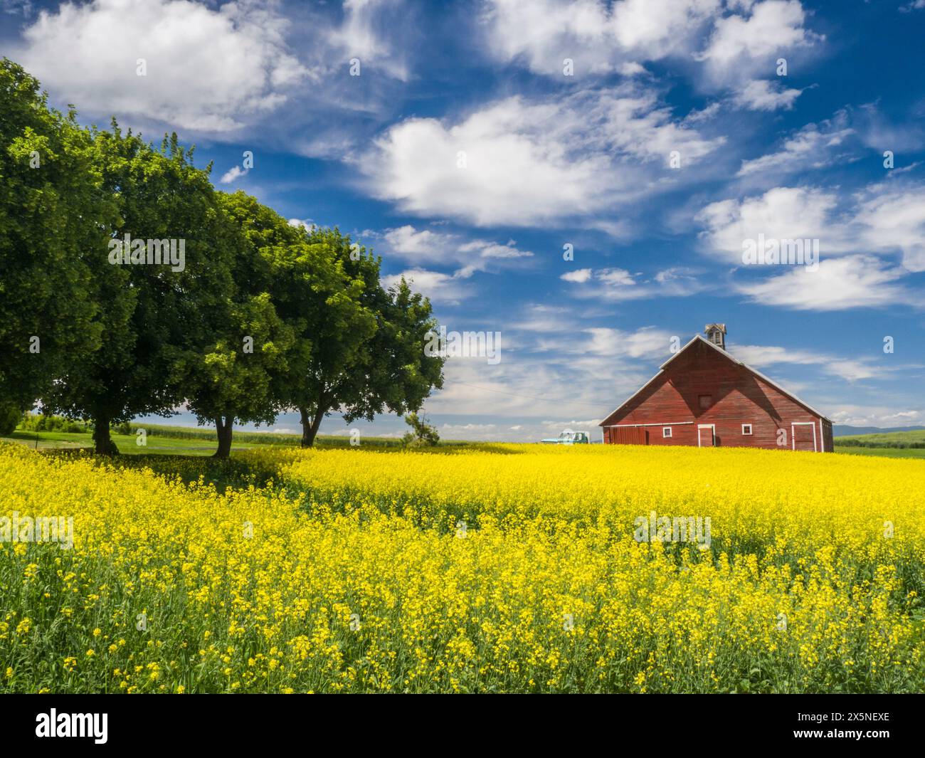 USA, Washington State, Palouse. Alte rote Scheune mit gelbem Canola im Vordergrund. (Nur Für Redaktionelle Zwecke) Stockfoto