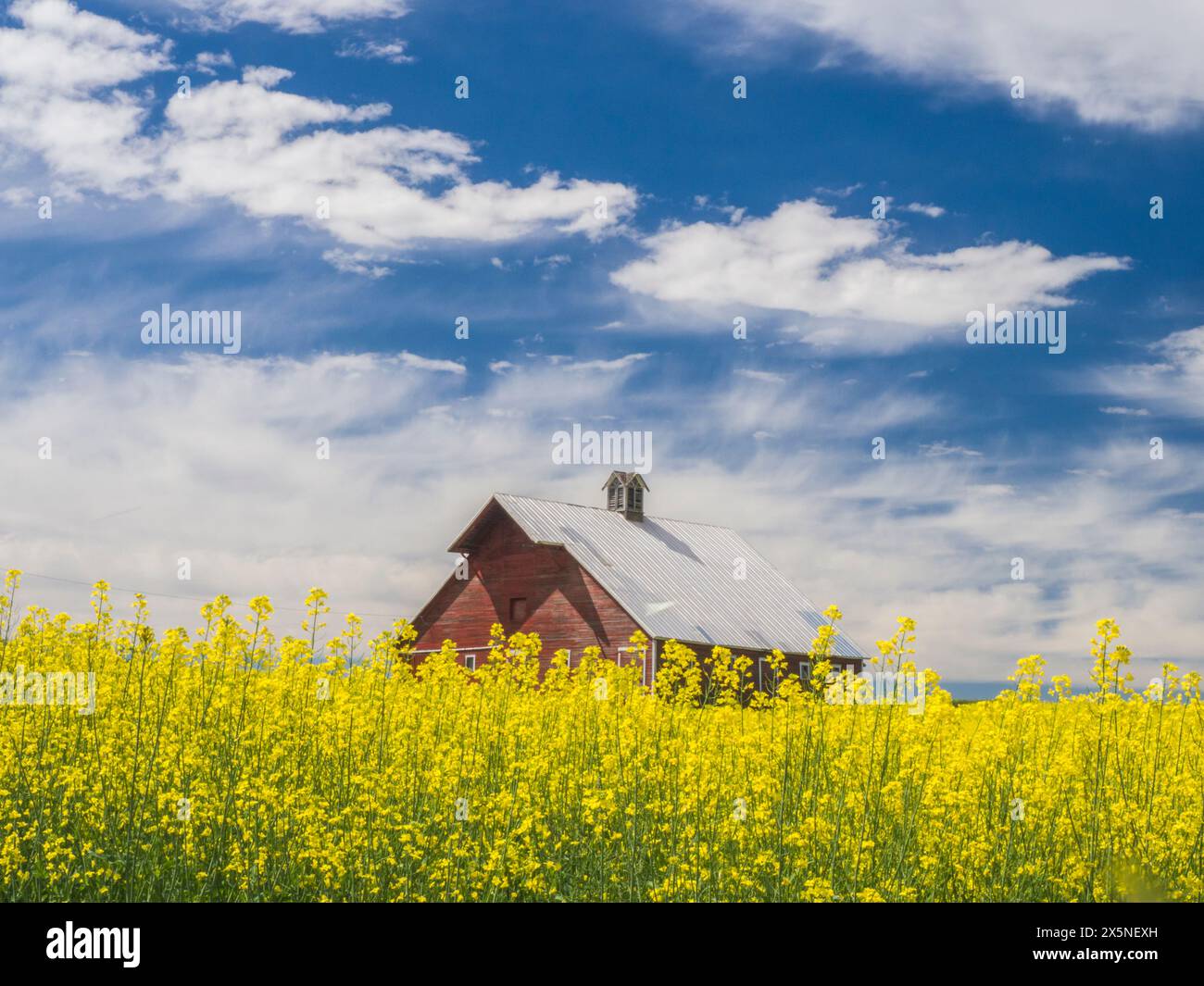 USA, Washington State, Palouse. Alte rote Scheune mit gelbem Canola im Vordergrund. (Nur Für Redaktionelle Zwecke) Stockfoto