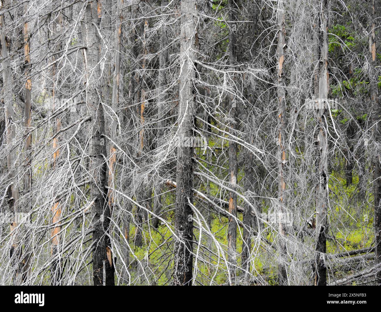 USA, Washington State, Kittitas County. Brandgebiet vom Tafelberg-Feuer im Jahr 2009. Stockfoto