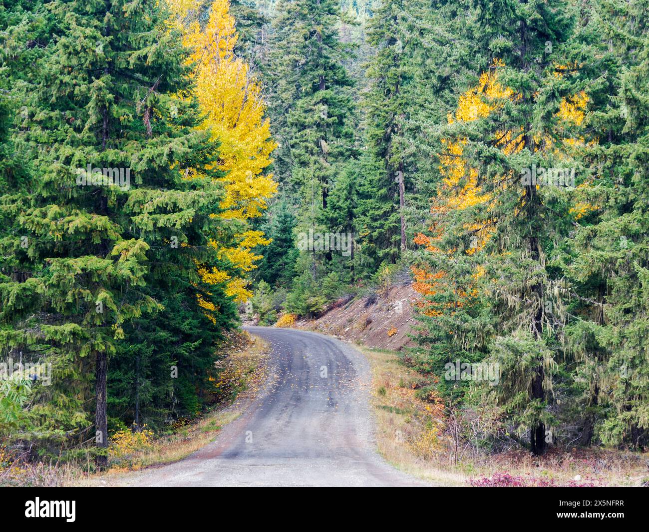 USA, Washington State, Kittitas County. Herbstfarben im Okanogan-Wenatchee National Forest. Stockfoto