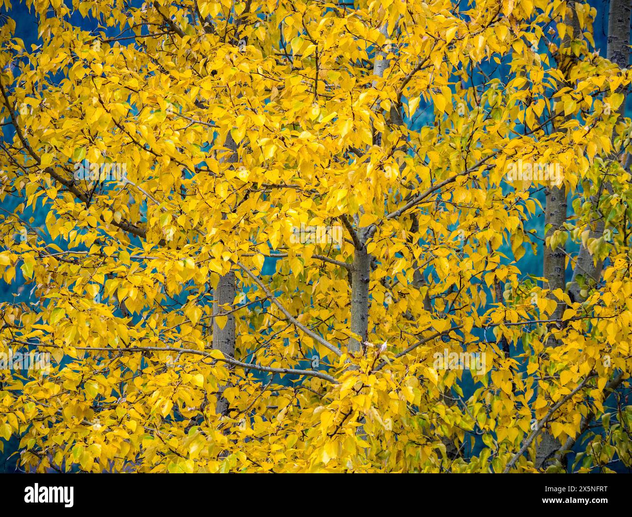 USA, Washington State, Kittitas County. Hellgelbe Blätter eines Espenbaums im Herbst. Stockfoto