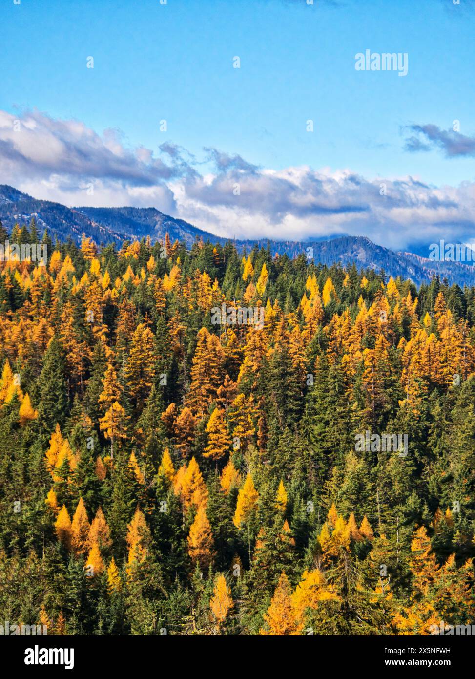 USA, Washington State, Kittitas County. Westliche Lärchenbäume im Herbst im Okanogan-Wenatchee National Forest. Stockfoto