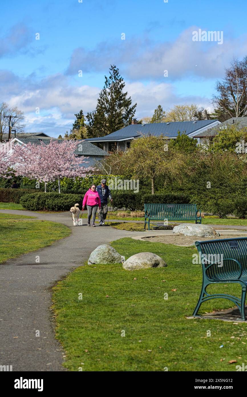 Bremerton, Bundesstaat Washington, USA. Paare gehen mit ihrem Hund in einem Park mit Kirschbäumen. (Nur Für Redaktionelle Zwecke) Stockfoto