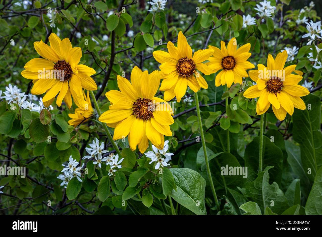 WA25288-00...WASHINGTON - Arrowleaf Balsamroot blüht in der Nähe eines westlichen Serviceberry-Busches in Leavenworth. Stockfoto