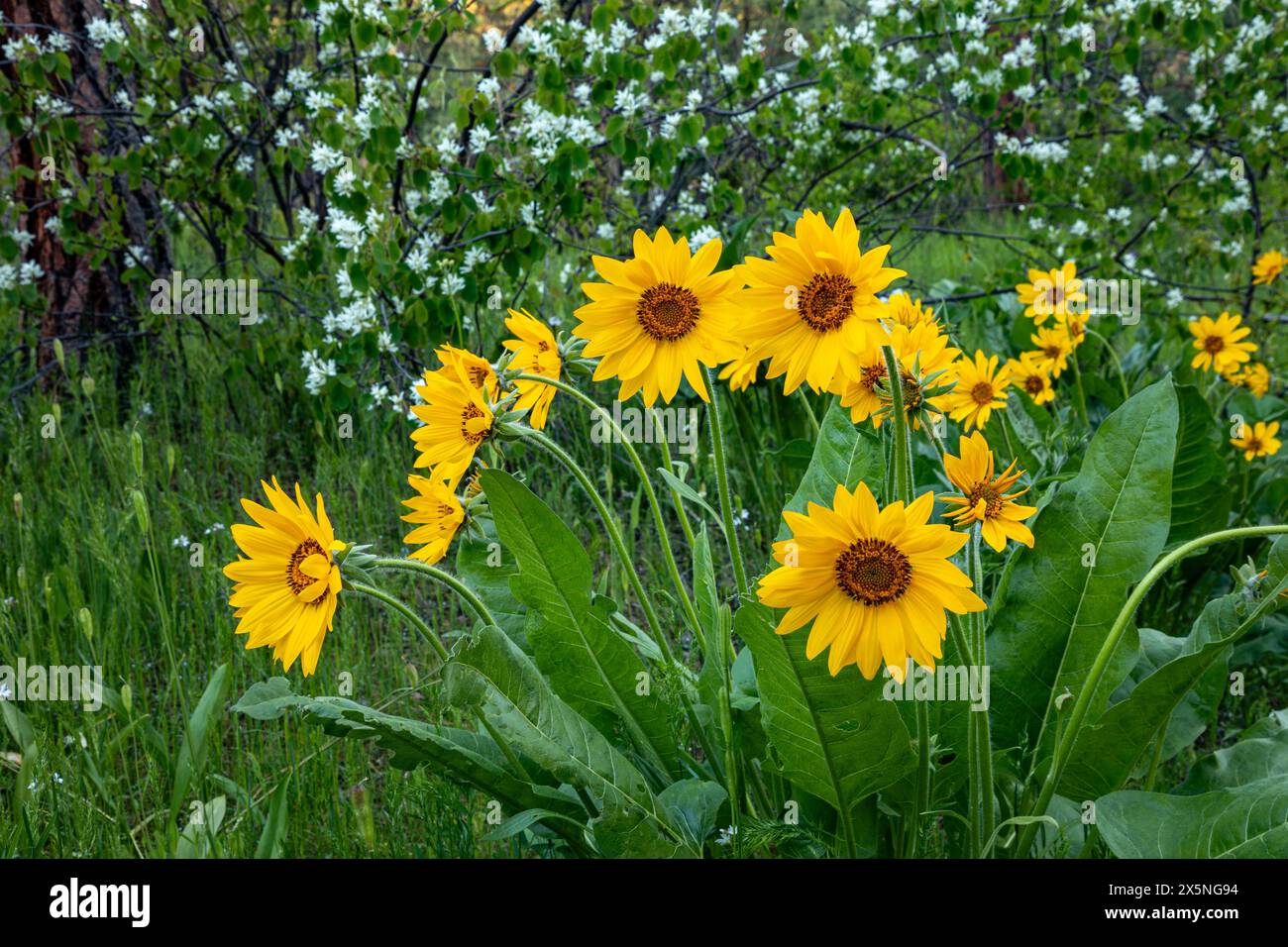 WA25295-00...WASHINGTON - Arrowleaf Balsamroot und Western Serviceberry blühen im Wald bei Leavenworth. Stockfoto