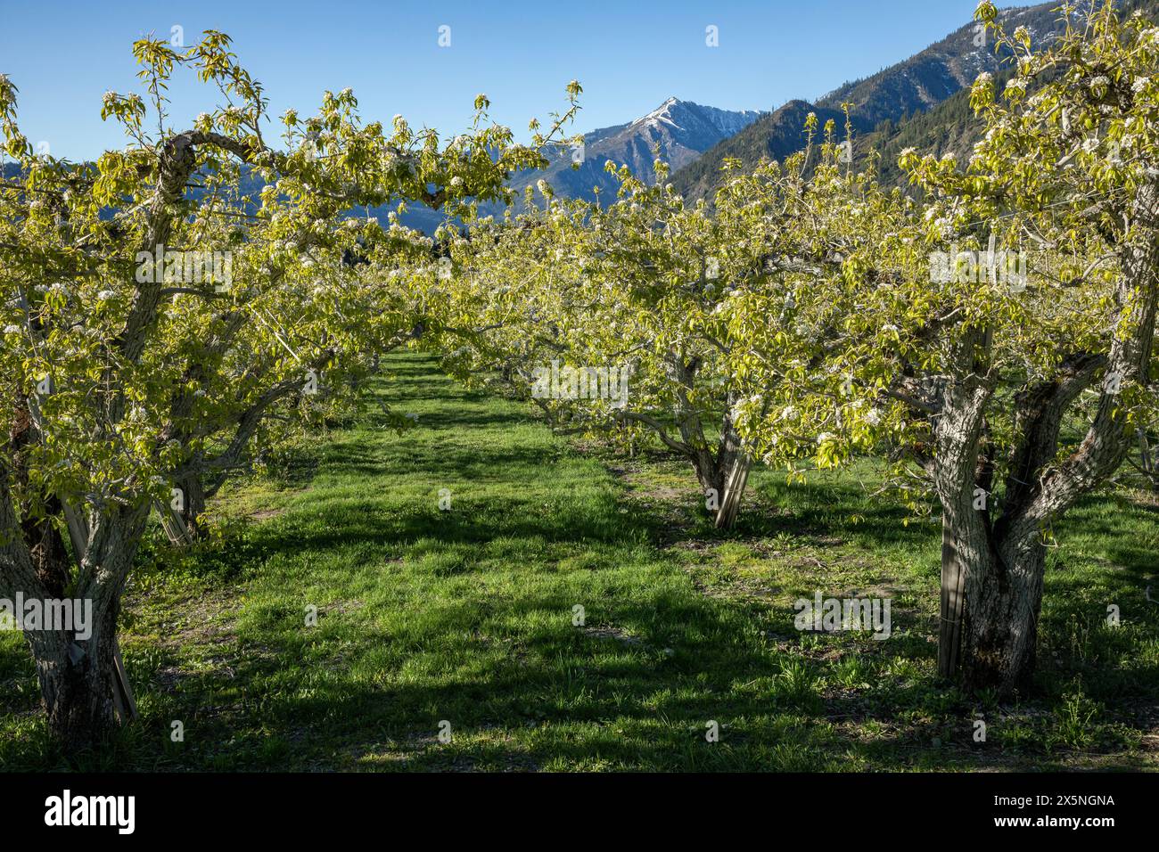 WA25313-00...WASHINGTON - Ein Birnenbaumgarten in Leavenworth. Stockfoto