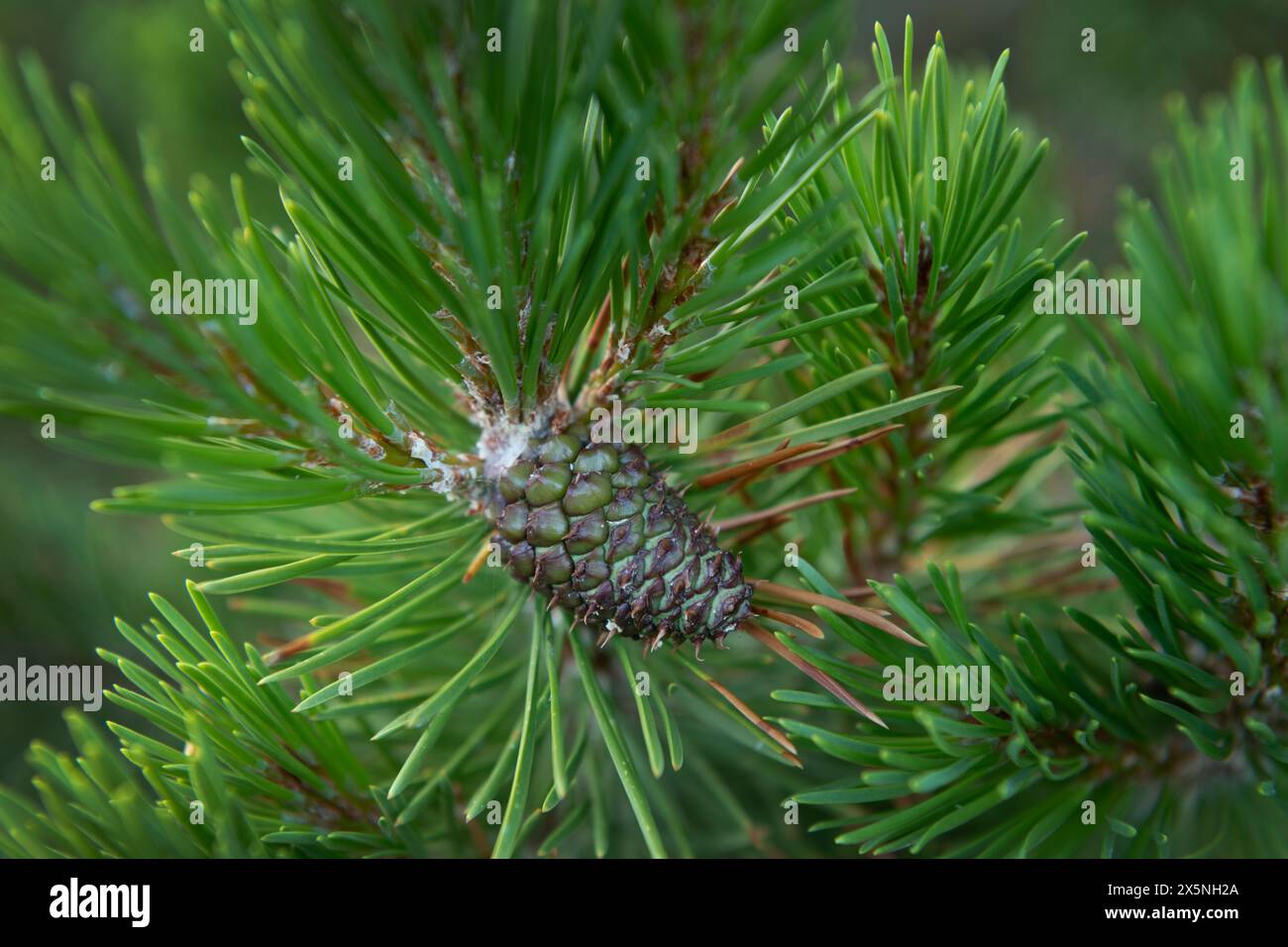 Tannenzapfen mit weißer Rinde Stockfoto