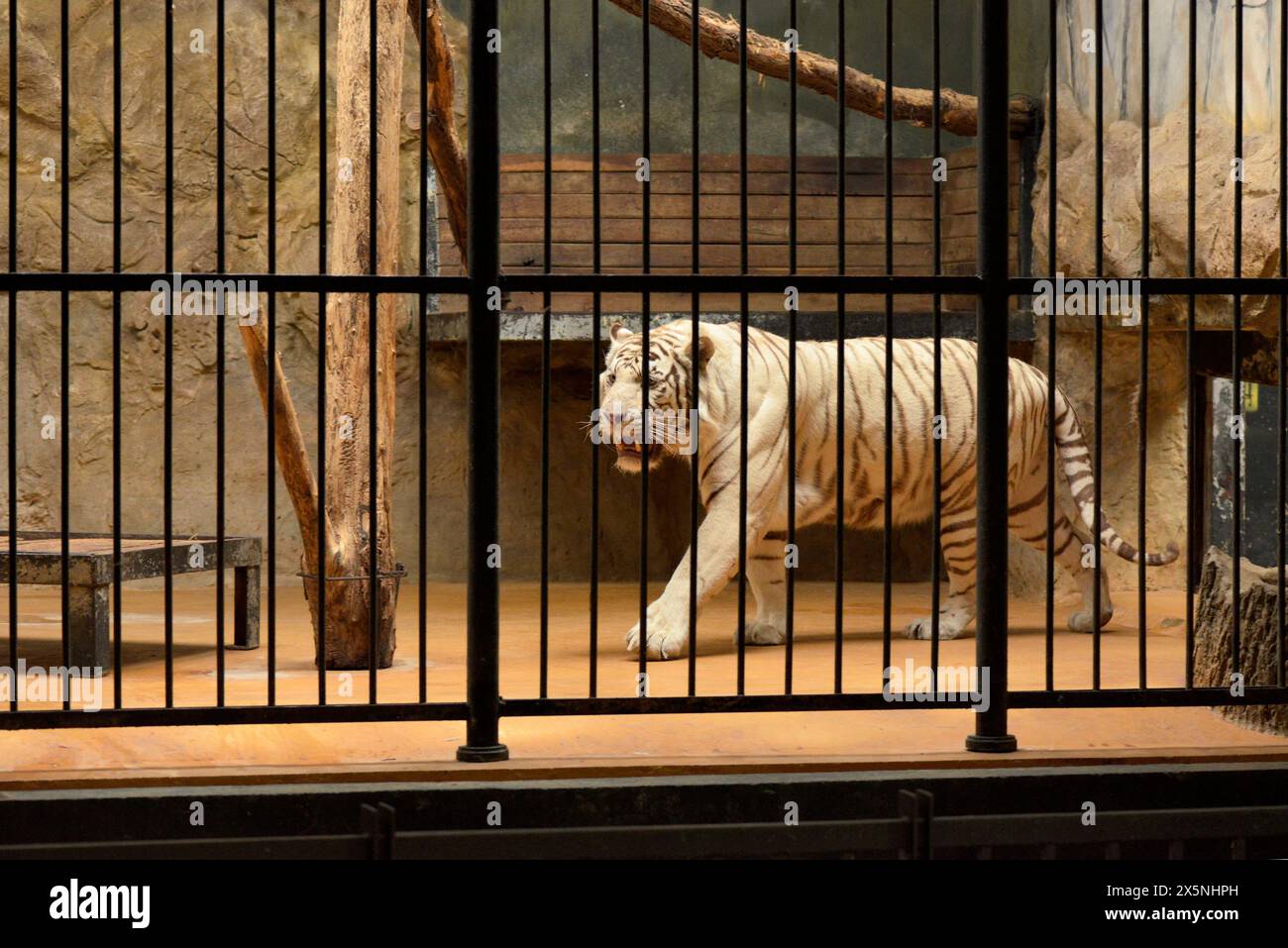 Gefährdeter weißer Bengaltiger Panthera tigris tigris tigris im Käfig hinter Gittern im Zoo von Sofia, Sofia Bulgarien, Osteuropa, Balkan, EU Stockfoto