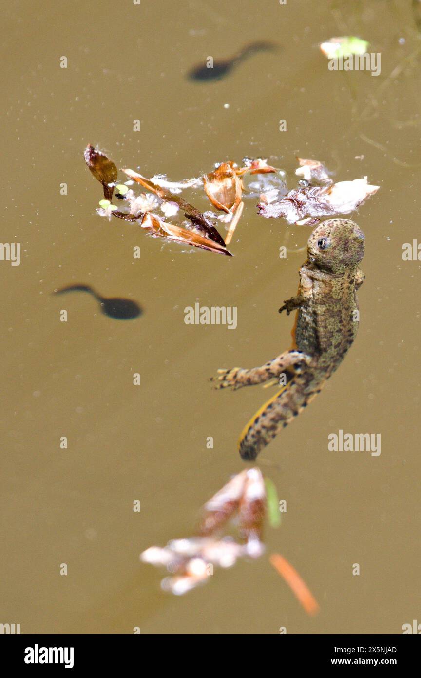 Lissotriton montandoni alias Triturus montandoni alias Karpaten Newt. Eine einheimische Amphibie schwimmt im Teich. Die Natur der Tschechischen republik. Stockfoto