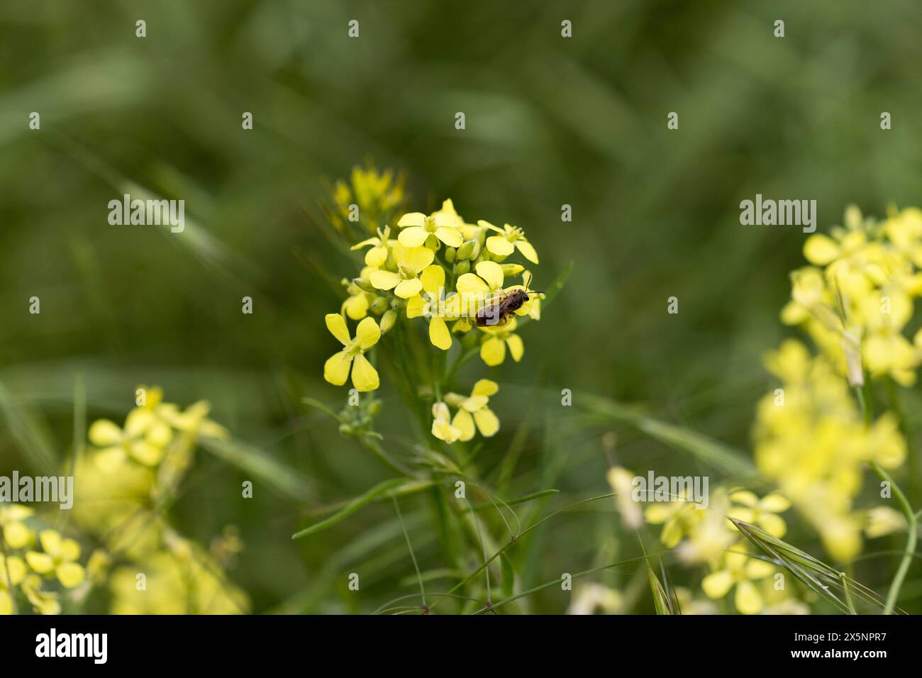 Eine Biene sammelt Nektar auf gelben Rapsblüten. Rapsblüten schließen während der Blüte auf einem unscharfen Hintergrund. Stockfoto