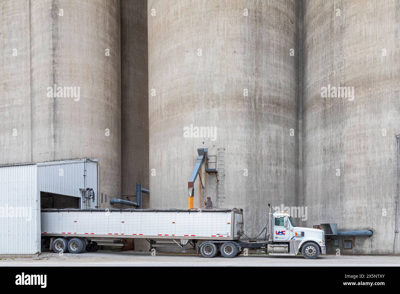 Webster City, Iowa - Ein Lkw-Fahrer lädt Mais aus Kornelevatoren. Stockfoto