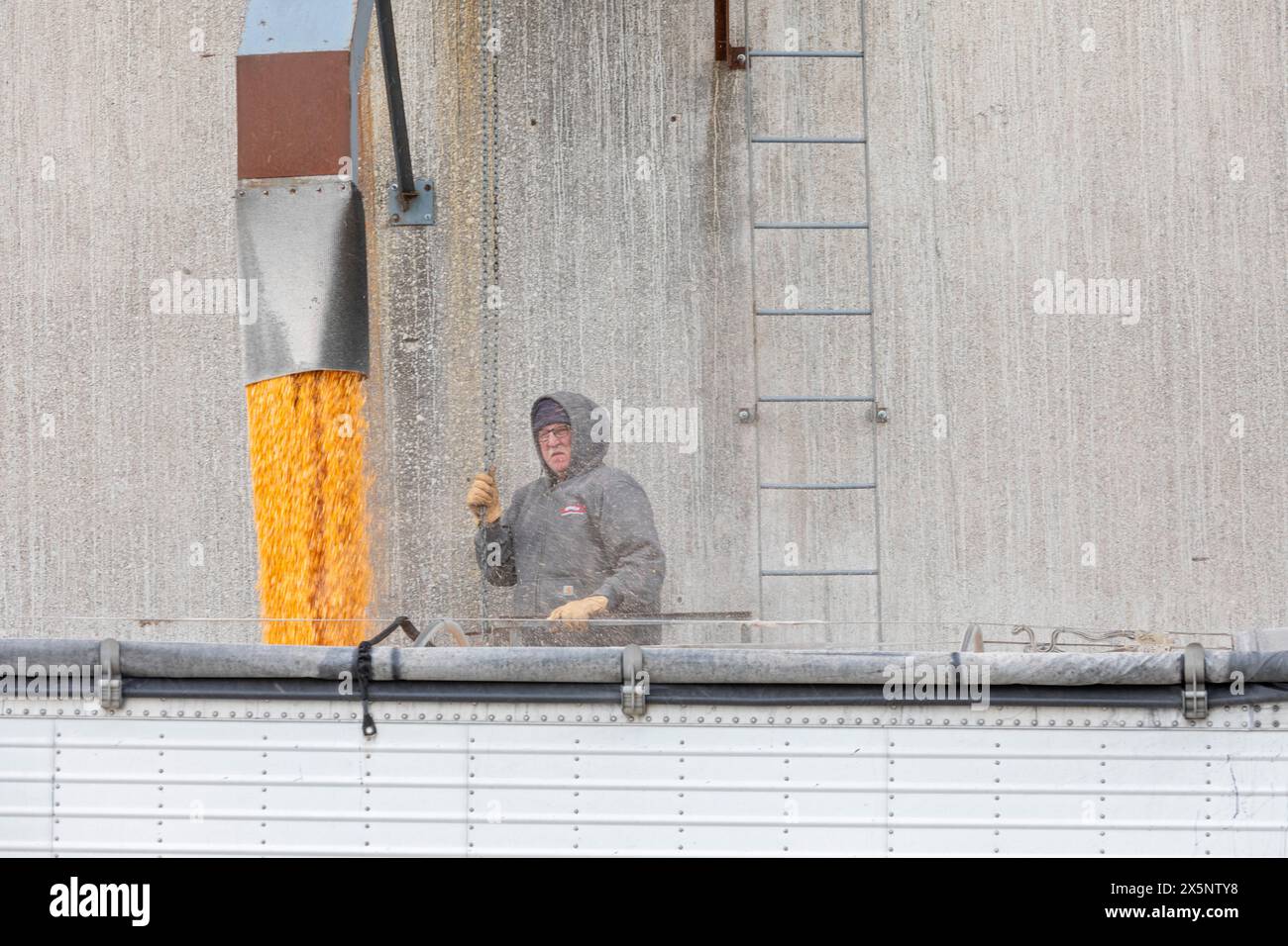 Webster City, Iowa - Ein Lkw-Fahrer lädt Mais aus Kornelevatoren. Stockfoto