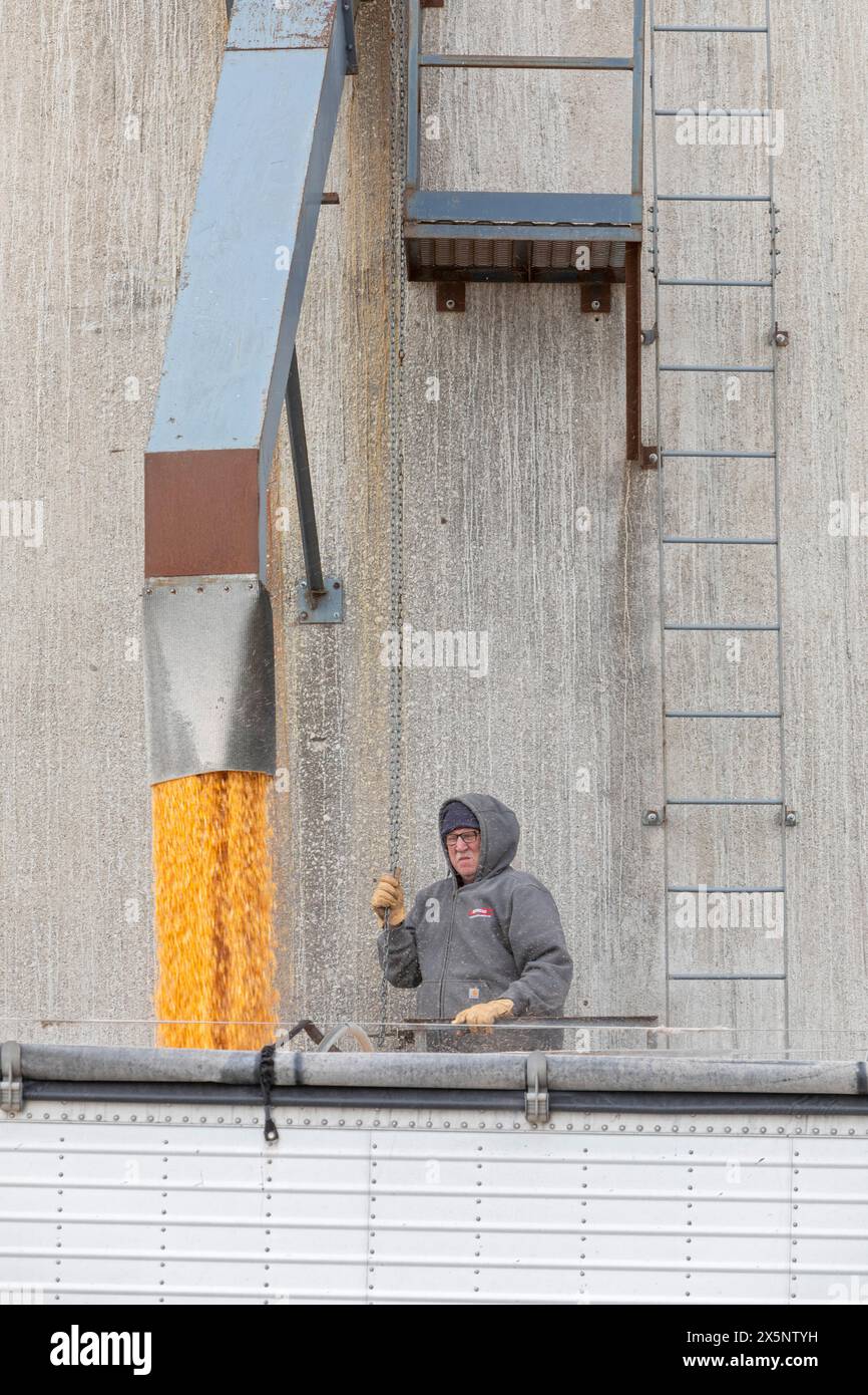 Webster City, Iowa - Ein Lkw-Fahrer lädt Mais aus Kornelevatoren. Stockfoto